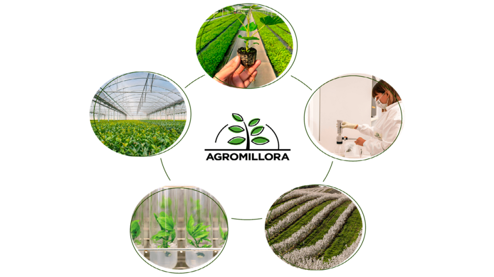 AGROMILLORA, especialista internacional en innovación varietal y producción de plantas de alto valor agronómico.png